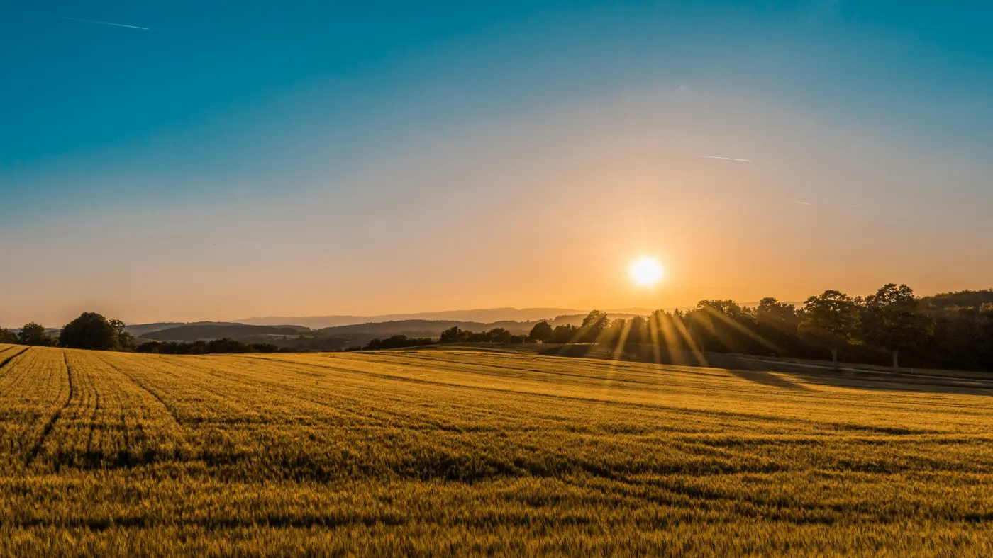 An open field of golden grass under a low evening sun.